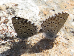 Pseudophilotes panoptes