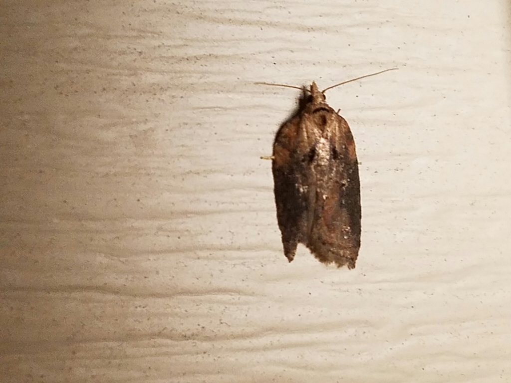 Robinson's Acleris Moth