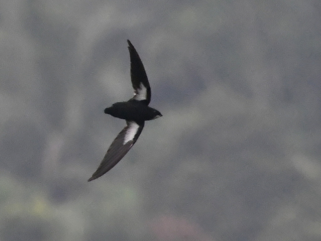 Philippine Spinetail