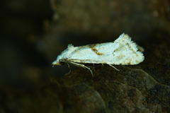 Cochylimorpha straminea