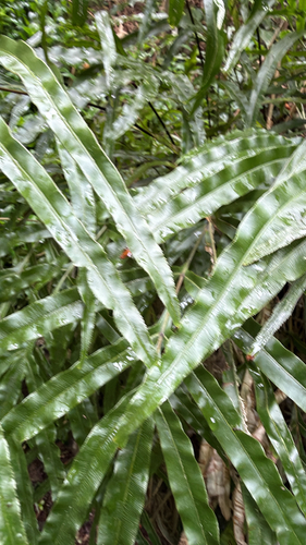 Pteris cretica, photograph 6