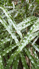 Pteris cretica, photograph (c) Christopher Hynes, some rights reserved (CC BY)