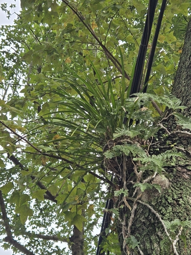 Cymbidium dayanum, photograph 5