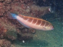 Blue-Throated Rainbow Wrasse photo 3