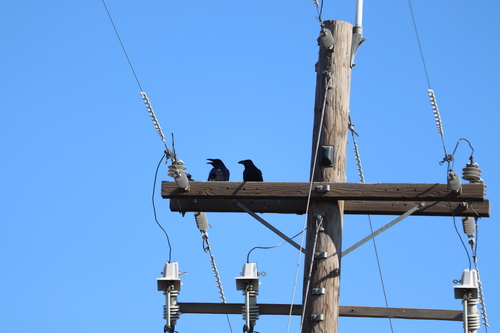 Common Raven