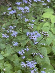 Powder-blue Mistflower colony spreading across fallen wood and summer green