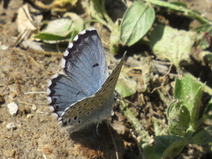 Pseudophilotes panoptes