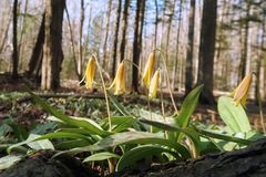 Erythronium americanum