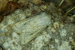 Orthosia gracilis