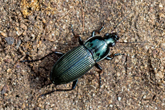 Poecilus lepidus