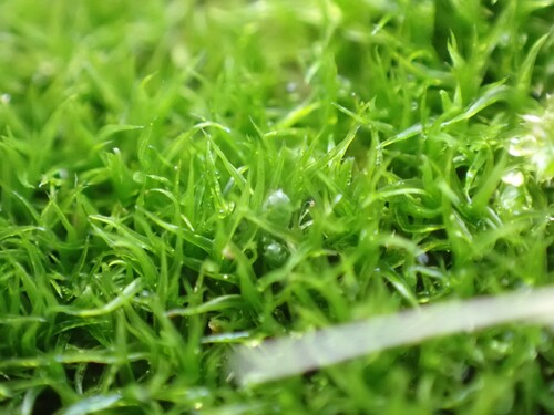 Grimmia trichophylla observed 2026-05-17