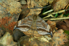 Drepana curvatula