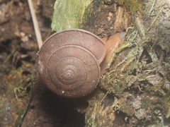 Elaphroconcha