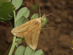 Aspitates collinaria