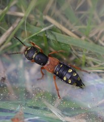 Staphylinus erythropterus