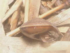 Elaphroconcha