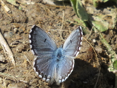 Pseudophilotes panoptes