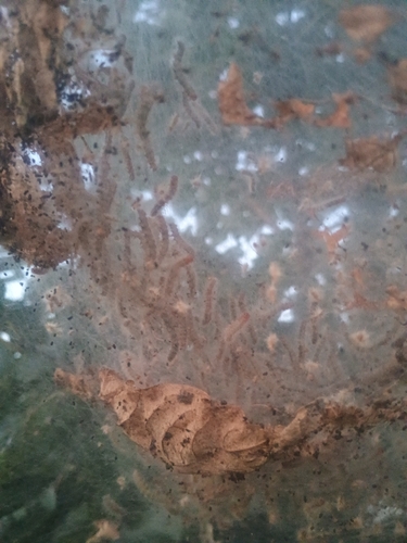 Fall Webworm Moth