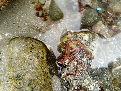 Pholis gunnellus