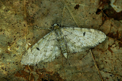 Eupithecia indigata