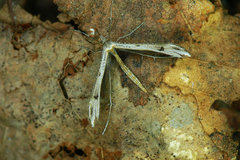 Stenoptilia bipunctidactyla