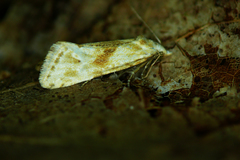 Cochylimorpha straminea