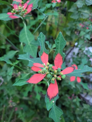 wild poinsettia