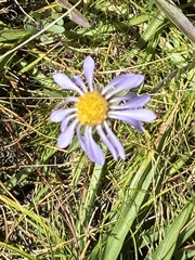 Oreostemma alpigenum, photograph author not stated, no rights reserved