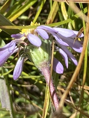 Oreostemma alpigenum, photograph author not stated, no rights reserved