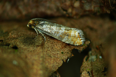 Pseudococcyx turionella