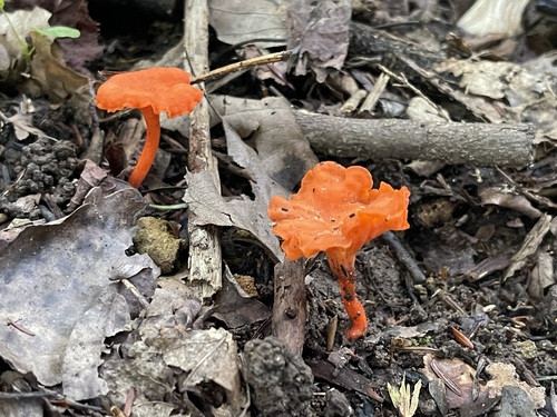 Two orange-red Red Chanterelles rising from dark soil among dry leaves and crossed twigs