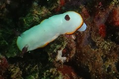 Goniobranchus sinensis