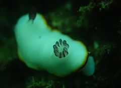 Goniobranchus sinensis