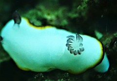 Goniobranchus sinensis