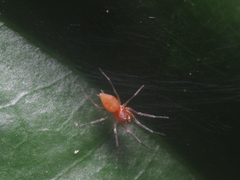 Anaxibia pictithorax