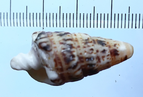 Rhinoclavis sinensis observed 2026-08-20