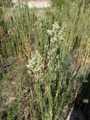 Laennecia coulteri