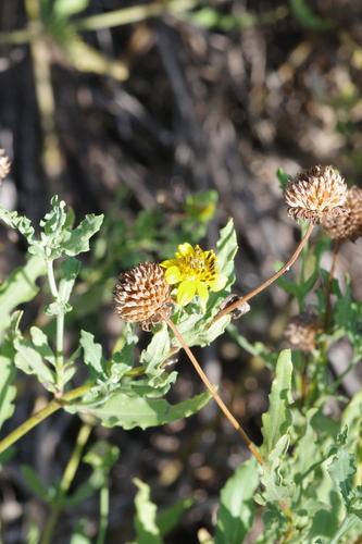 Helianthus ciliaris, photograph 1