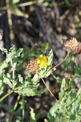 Helianthus ciliaris, photograph (c) Eric Knight, some rights reserved (CC BY)