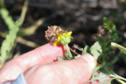 Helianthus ciliaris