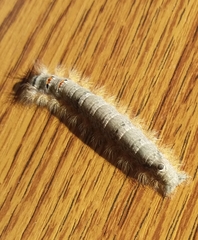 Phyllodesma tremulifolia