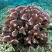 Antler Coral - Photo (c) Jim Greenfield, some rights reserved (CC BY-NC), uploaded by Jim Greenfield