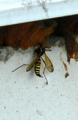 Ctenophora flaveolata