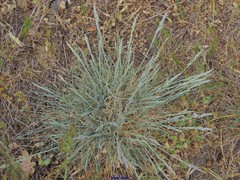 Festuca ovina