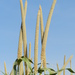Pearl Millet - Photo (c) Charles Thomas Hash, Jr., some rights reserved (CC BY-NC-ND), uploaded by Charles Thomas Hash, Jr.