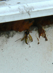 Ctenophora flaveolata