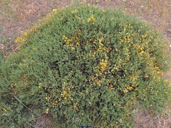 Cytisus oromediterraneus