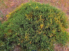Cytisus oromediterraneus