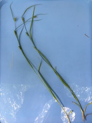 Carex grisea