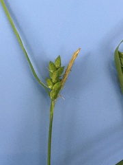 Carex grisea